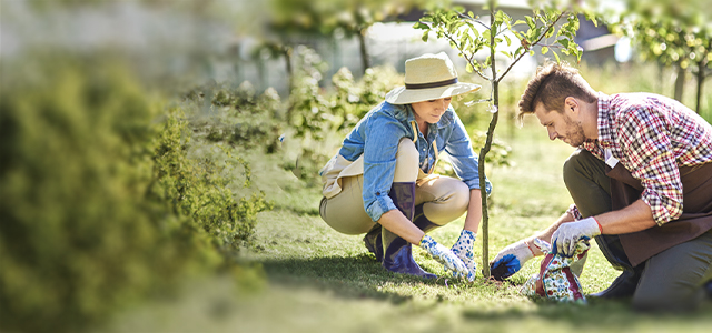 Ein Mann und eine Frau pflanzen einen Apfelbaum im Garten – Symbolbild für eine Basisrente